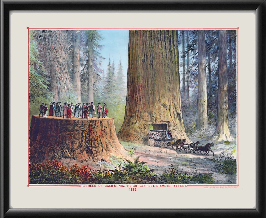 Yosemite CA 1883 - Big Trees of California -Emmanuel Wyttenbach