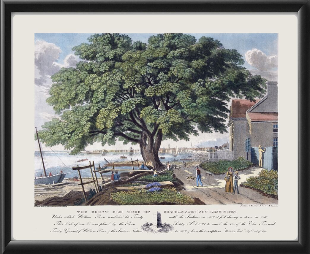 Kensington PA Great Elm Tree