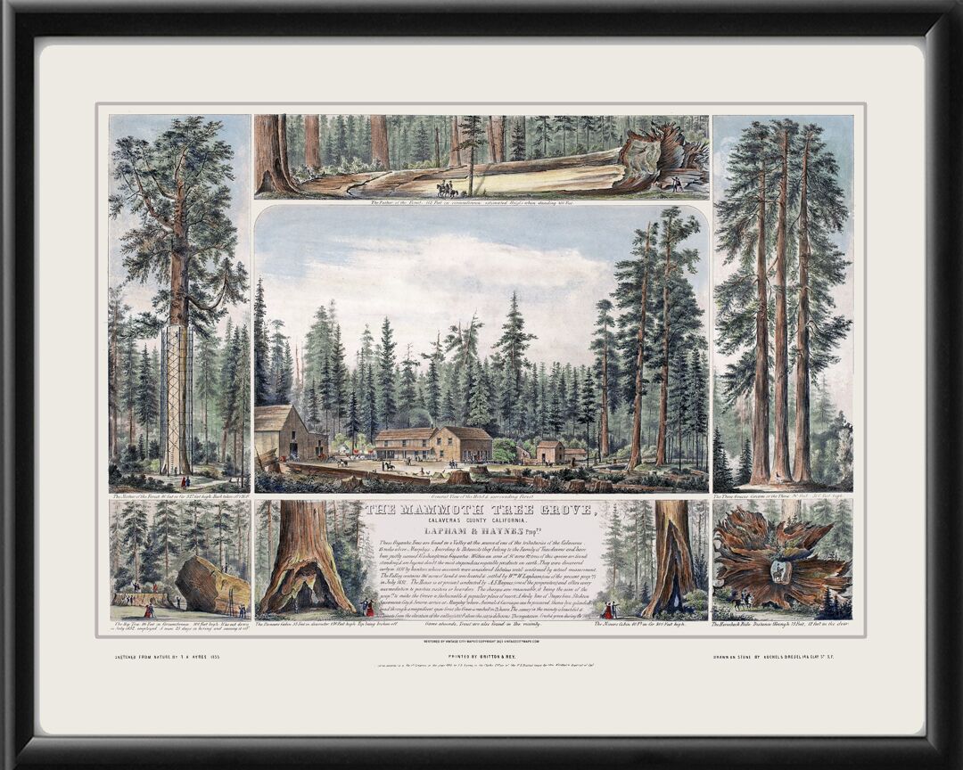 Mammoth Tree Grove, Calaveras County 1855